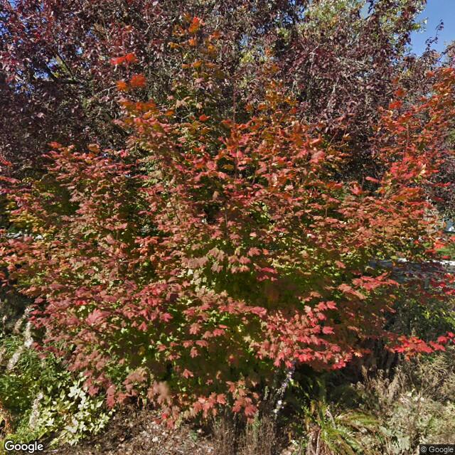 PogoMap.Info - Pokestop - Jamie Everett Memorial Tree